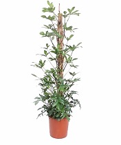 Филодендрон стоповидный - Philodendron Pedatum D34 H180