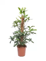 Филодендрон стоповидный - Philodendron Pedatum D27 H110