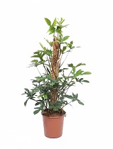 Филодендрон стоповидный - Philodendron Pedatum D27 H110