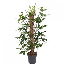 Филодендрон стоповидный - Philodendron Pedatum D24 H120