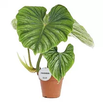 Филодендрон пловмани - Philodendron Plowmanii D15 H50