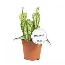 Филодендрон Пайпер Сильватикум - Philodendron Piper Sylvaticum D12 H30