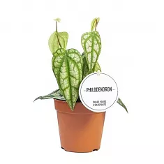 Филодендрон Пайпер Сильватикум - Philodendron Piper Sylvaticum D12 H30