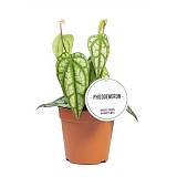 Филодендрон Пайпер Сильватикум - Philodendron Piper Sylvaticum D12 H30