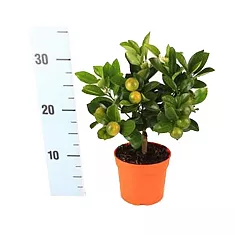 Каламондин - Citrofortunella D12 H30