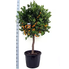 Каламондин - Citrofortunella D46 H190