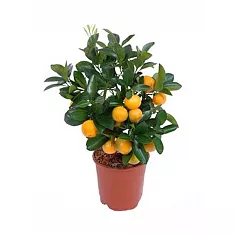 Каламондин - Citrofortunella D14 H35