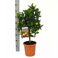 Каламондин - Citrofortunella D21 H70
