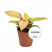 Филодендрон Принц Оранж - Philodendron Prince Of Orange D12 H15