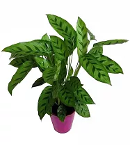 Калатея леопардовая - Calathea leopardina D14 H45