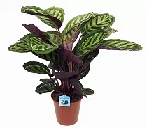 Калатея леопардовая - Calathea leopardina D18 H60