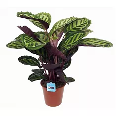 Калатея леопардовая - Calathea leopardina D18 H60