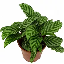 Калатея леопардовая - Calathea leopardina D9 H25