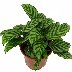 Калатея леопардовая - Calathea leopardina D9 H25
