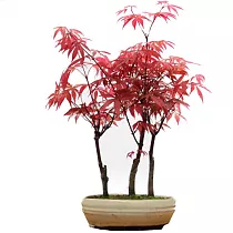 Бонсай Красный Клен D15 H35