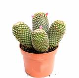 Маммиллярия -  Mammillaria D12 H18