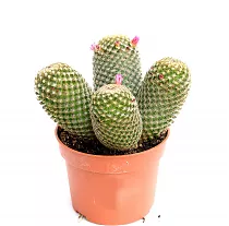 Маммиллярия -  Mammillaria D12 H18