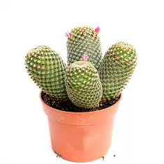 Маммиллярия -  Mammillaria D12 H18