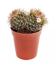 Маммиллярия - Mammillaria D9 H12