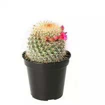 Маммиллярия - Mammillaria D5 H10