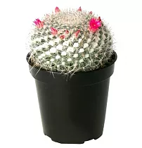 Маммиллярия - Mammillaria D9 H12