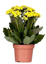 Каланхоэ Каландива желтый - Kalanchoe Calandiva Yellow D12 H25