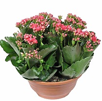 Каланхоэ Каландива пурпурный - Kalanchoe Calandiva Purple D23 H30