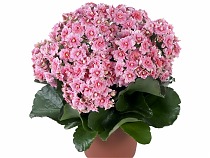 Каланхоэ розовый - Kalanchoe Pink D23 H30