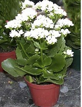 Каланхоэ Каландива белый - Kalanchoe Calandiva White D23 H30