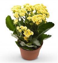 Каланхоэ Каландива желтый - Kalanchoe Calandiva Yellow D23 H30