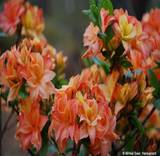 Азалия Гена Мэй - Azalea Gena Mae D5 H40