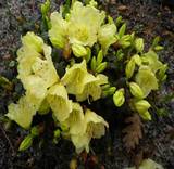 Азалия гибридная Голдтопаз - Azalea Gold Topaz D9 H40