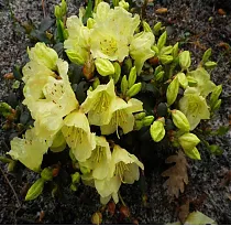 Азалия гибридная Голдтопаз - Azalea Gold Topaz D9 H40