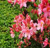 Азалия гибридная Раймунд - Azalea Raimunde D9 H40