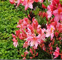 Азалия гибридная Раймунд - Azalea Raimunde D9 H40