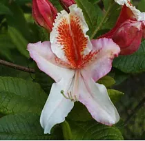 Азалия Джок Брайдон - Azalea Jock Brydon D9 H25