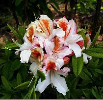 Азалия Джок Брайдон - Azalea Jock Brydon D2 H30