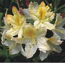 Азалия Давеса - Azalea Daviesii D9 H30