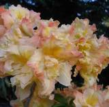 Азалия Барбекю - Azalea Barbecue D9 H20