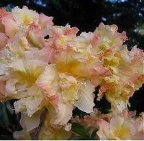 Азалия Барбекю - Azalea Barbecue D9 H20