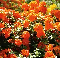 Азалия Баккара - Azalea Baccarat D9 H20