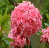 Азалия гибридная Хоумбуш - Azalea Knap Hill Homebush D9 H50