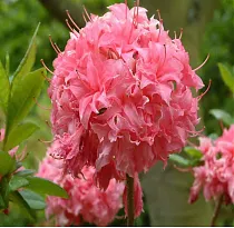 Азалия гибридная Хоумбуш - Azalea Knap Hill Homebush D9 H50