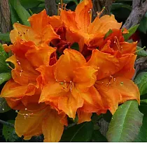 Азалия крупноцветковая Гловинг Эмберс - Azalea Glowing Embers D9 H30