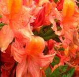 Азалия Букет Де Флоре - Azalea Bouquet de Flore D9 H20