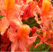 Азалия Букет Де Флоре - Azalea Bouquet de Flore D9 H20