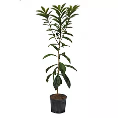 Мушмула - Eriobotrya japonica D17 H80