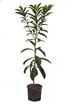 Мушмула - Eriobotrya japonica D17 H80