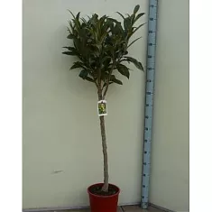 Мушмула - Eriobotrya japonica D28 H150