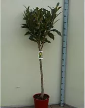 Мушмула - Eriobotrya japonica D28 H150